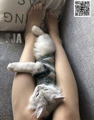 白夜破晓免费高清观看